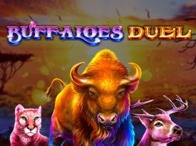 Buffaloes Duel